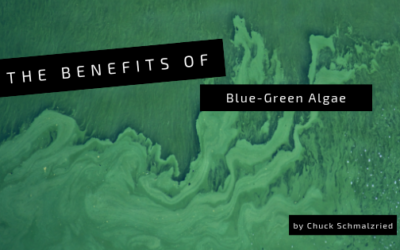 The Benefits of Blue-Green Algae